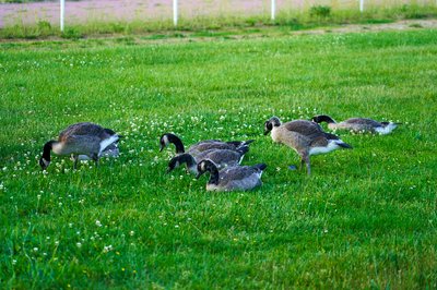 Photo from gallery Canada Geese Family Part 2 [June 2021] taken on 2021-06-24 20:53:28 at Yvelines by DrJLT