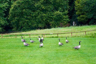 Photo from gallery Canada Geese Aug 2021 taken on 2021-08-05 17:00:44 at Yvelines by DrJLT