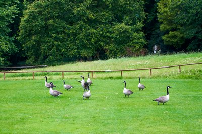 Canada Geese Aug 2021 #8