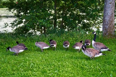 Photo from gallery Canada Geese Family Part 3 [July 2021] taken on 2021-07-03 20:20:02 at Yvelines by DrJLT
