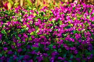 Zhongshan Parks 202601 #42