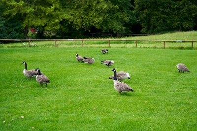 Photo from gallery Canada Geese Aug 2021 taken on 2021-08-05 16:58:43 at Yvelines by DrJLT