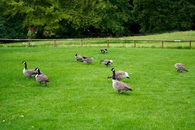 Canada Geese Aug 2021 #5