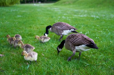 Canada Goose Family Part 1 [May 2021] #11