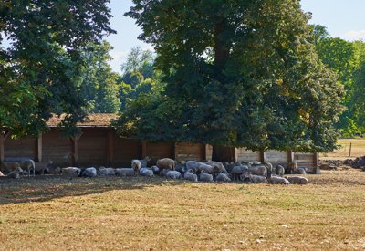 Photo from gallery Sheep in Versailles Summer 201808 taken on 2018:08:17 18:06:08 at Versailles by DrJLT