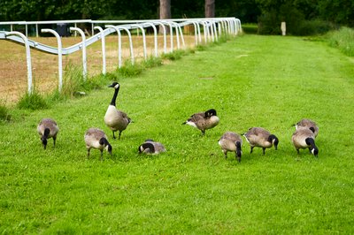 Photo from gallery Canada Geese Family Part 3 [July 2021] taken on 2021-07-02 20:16:37 at Yvelines by DrJLT