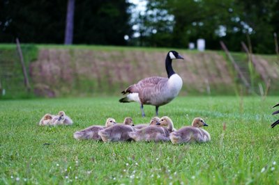Photo from gallery Canada Goose Family Part 1 [May 2021] taken on  at Yvelines by 