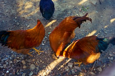 Zhongshan Parks 202602 #10