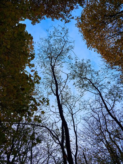 Photo from gallery Autumn (Trees, Leaves) 2019 taken on 2019:11:16 17:01:11 at Jouy-en-Josas by DrJLT