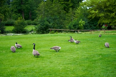 Canada Geese Aug 2021 #6