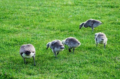 Photo from gallery Canada Geese Family Part 2 [June 2021] taken on 2021-06-01 20:58:39 at Yvelines by DrJLT