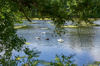 Mute Swan Family 2 [Aug 2021] #20