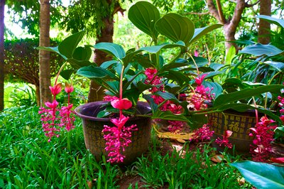 Xishuangbanna Manting Park 2025 #18