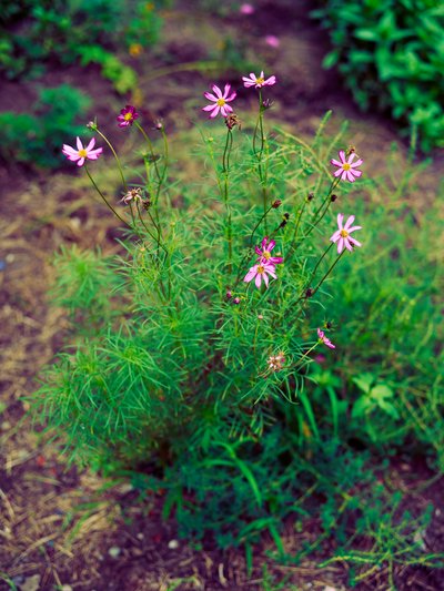 My Plants 2025 summer #5