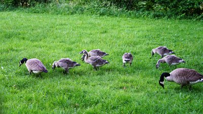 Canada Geese Family Part 2 [June 2021] #19