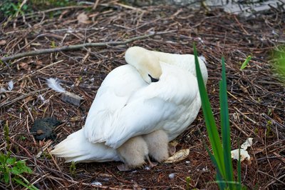 Mute Swan Family 1 [May 2021] #13