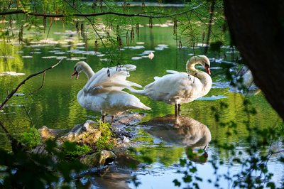 Mute Swan Family 1 [May 2021] #14