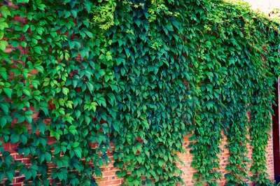My Plants 2025 summer #16