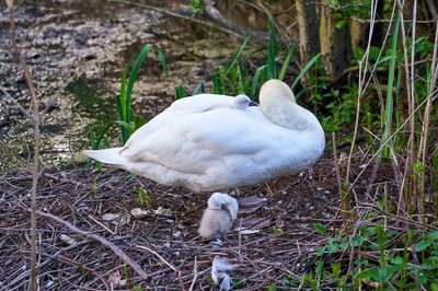 Mute Swan Family 1 [May 2021] #9