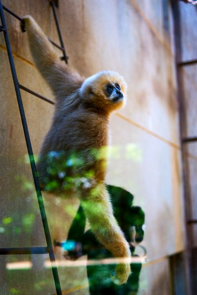 Kunming Zoo 2025 #22