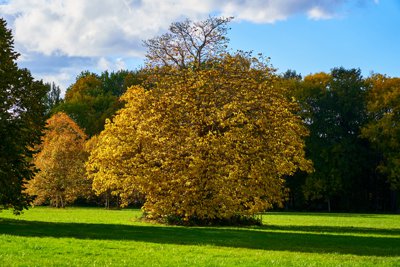 Park of Versailles, Autumn 2020 #20