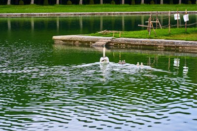 Photo from gallery Swans (New-Born Cygnets) @ Versailles, Spring 201905 taken on 2019:05:06 18:13:27 at Versailles by DrJLT