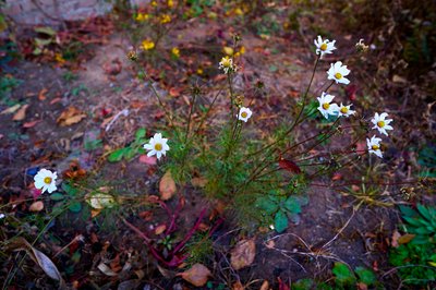 My Plants 2025 H2 #15