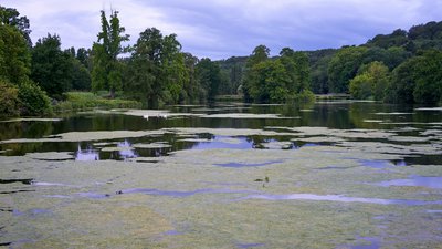 Mute Swan Family 2 [Aug 2021] #13