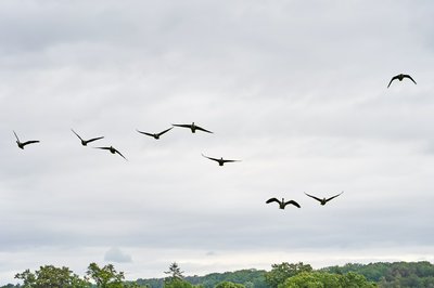 Canada Geese Aug 2021 #10