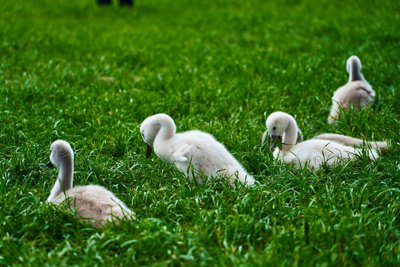 Swans (New-Born Cygnets) @ Versailles, Spring 201905 #20
