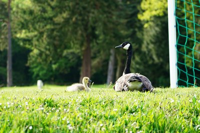 Canada Goose Family Part 1 [May 2021] #12