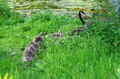 Canada Goose Family Part 1 [May 2021] #22