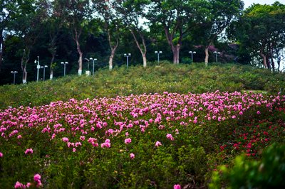 Zhongshan Parks 202601 #70