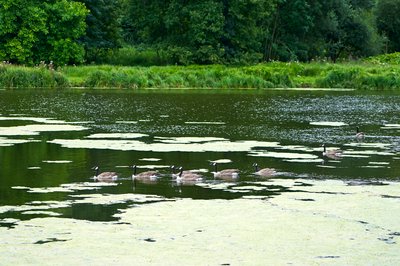 Photo from gallery Canada Geese Aug 2021 taken on 2021-08-05 17:09:29 at Yvelines by DrJLT