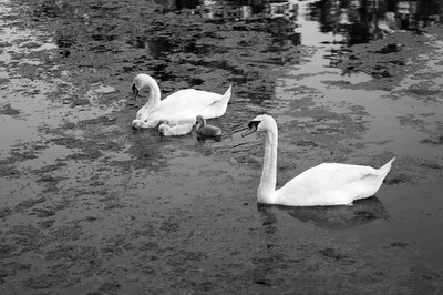 Mute Swan Family 2 [June-July 2021] #15