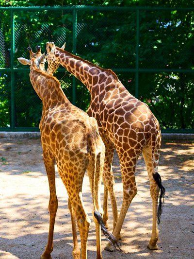 Kunming Zoo 2025 #4