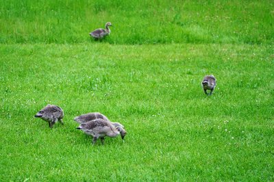 Photo from gallery Canada Geese Family Part 2 [June 2021] taken on 2021-06-04 20:26:17 at Yvelines by DrJLT
