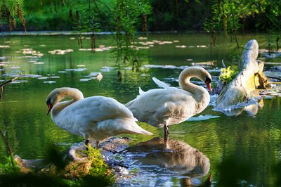 Mute Swan Family 1 [May 2021] #15