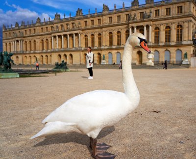 Photo from gallery Versailles (Swans, Chateau, Park) Spring 201904 taken on 2019:04:08 17:12:41 at Versailles by DrJLT