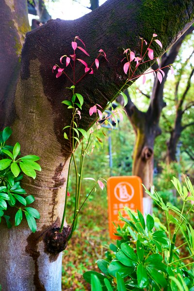 Zhongshan Parks 202603 #44