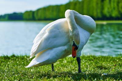 Swans (New-Born Cygnets) @ Versailles, Spring 201905 #4