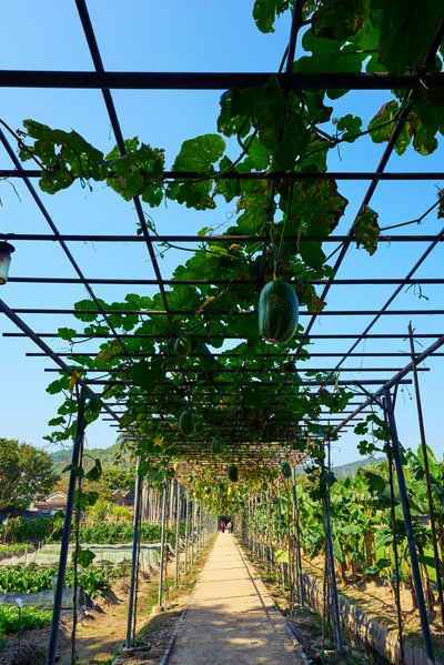 Zhongshan 202602 #33