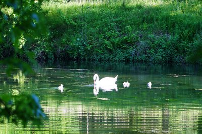 Photo from gallery Mute Swan Family 2 [June-July 2021] taken on 2021-06-14 18:46:57 at Yvelines by DrJLT