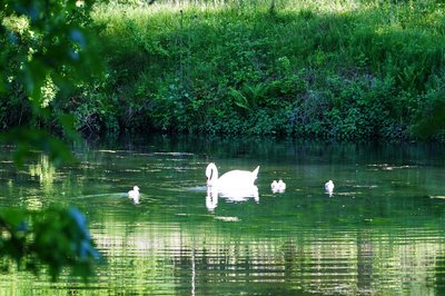 Mute Swan Family 2 [June-July 2021] #9