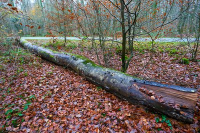 Photo from gallery Senonches Forest [Nov 2021] taken on 2021-11-30 15:13:50 at Senonches by DrJLT