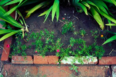 My Plants 2025 summer #13