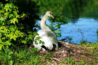 Mute Swan Family 2 [June-July 2021] #8