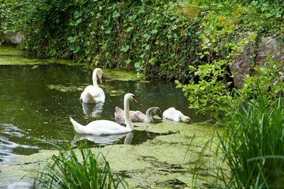Photo from gallery Mute Swan Family 2 [Aug 2021] taken on 2021-08-05 16:51:48 at Yvelines by DrJLT