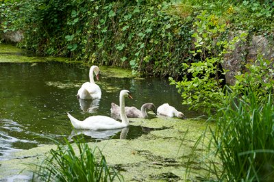 Mute Swan Family 2 [Aug 2021] #9