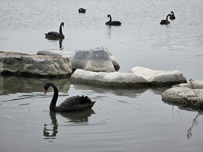 Kaifeng 2025 phone #5